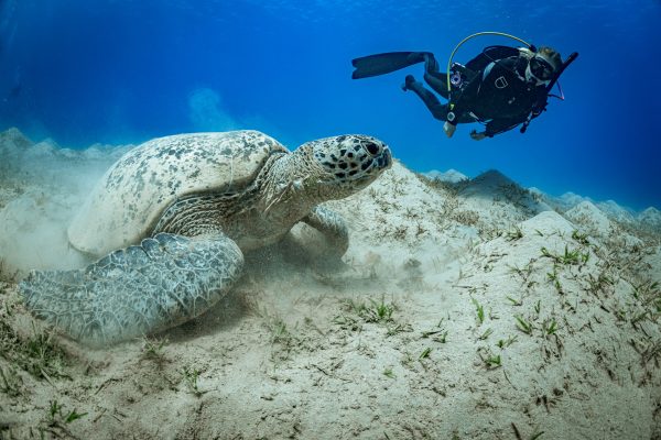 Junior Open Water Diver - Image 14