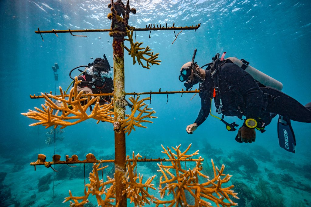 Two divers underwater close to a wreck