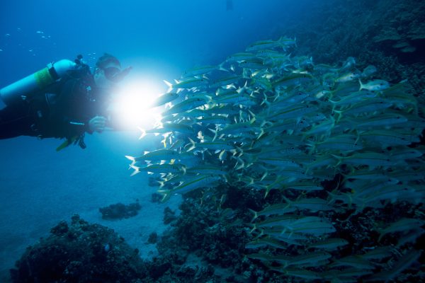 Night Diver - Image 2